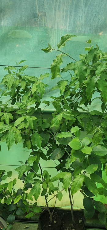 نهال سیلوربری