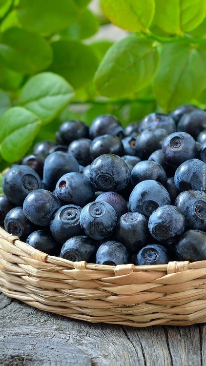 میوه بلوبری