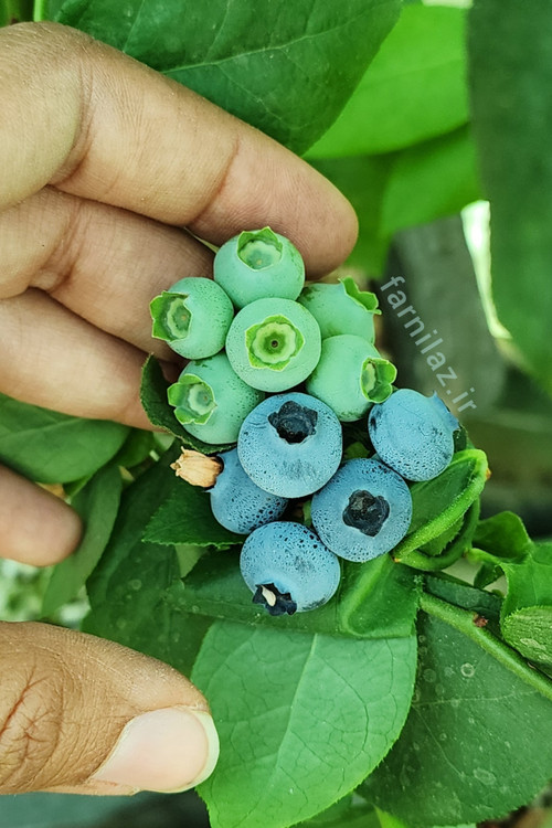 بلوبری گلخانه فرنیلاز